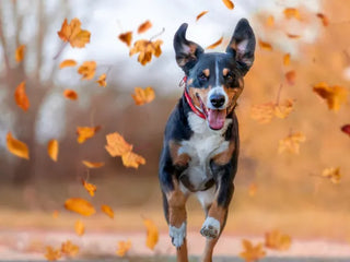 Für starke Hundegelenke: Das muss in den Napf!