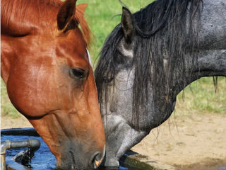 Die Filteranlage des Organismus beim Pferd: die Nieren