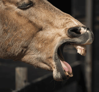 Magengeschwüre beim Pferd: Ursachen, Symptome, Behandlung und Prävention
