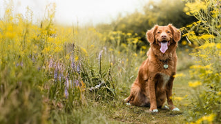 Verdauung beim Hund – Warum eine gesunde Darmflora so wichtig ist