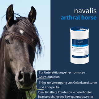 navalis arthral horse