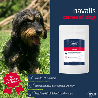navalis coronal dog