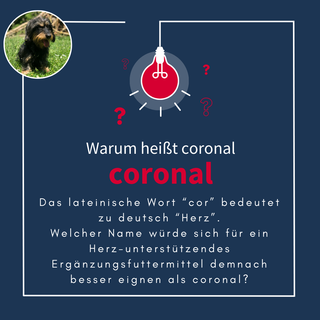 navalis coronal dog