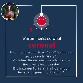 navalis coronal horse