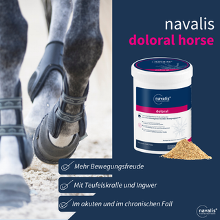 navalis doloral horse