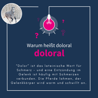 navalis doloral horse