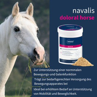 navalis doloral horse