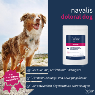 navalis doloral dog