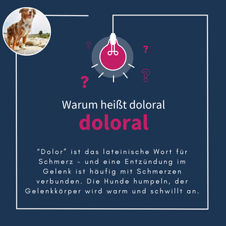 navalis doloral dog