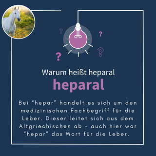 navalis heparal horse