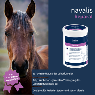 navalis heparal horse