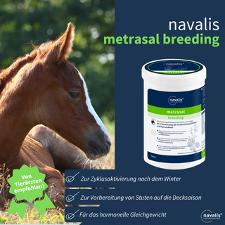 navalis metrasal breeding horse