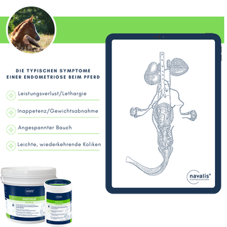 navalis metrasal breeding horse