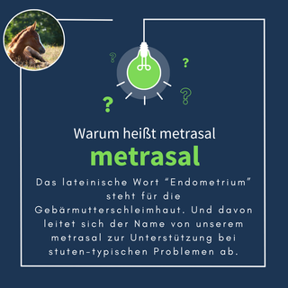 navalis metrasal breeding horse
