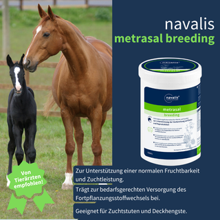 navalis metrasal breeding horse