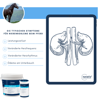 navalis nephrosal horse
