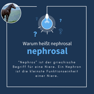 navalis nephrosal horse