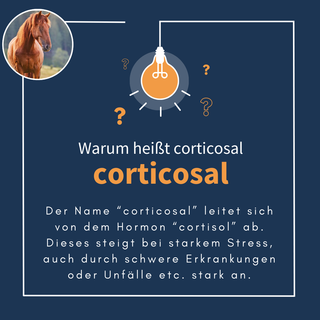 navalis corticosal horse