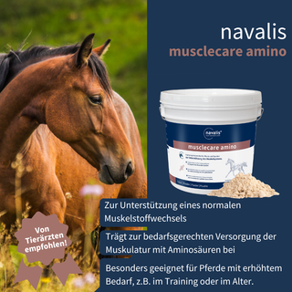 navalis musclecare amino horse