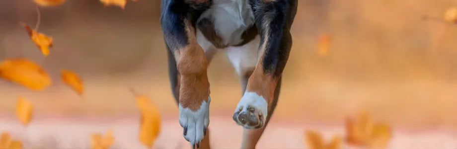 Wie macht sich ein Gelenkproblem beim Hund bemerkbar?