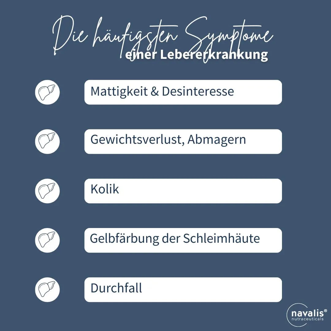 Wie macht sich ein Leberproblem beim Pferd bemerkbar?