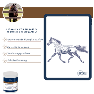 navalis intesticare horse