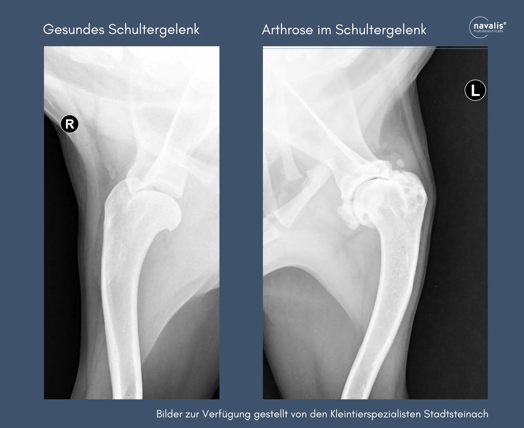 Arthrose und Arthritis - wenn das Gelenkproblem zum langfristigen Begleiter beim Hund wird