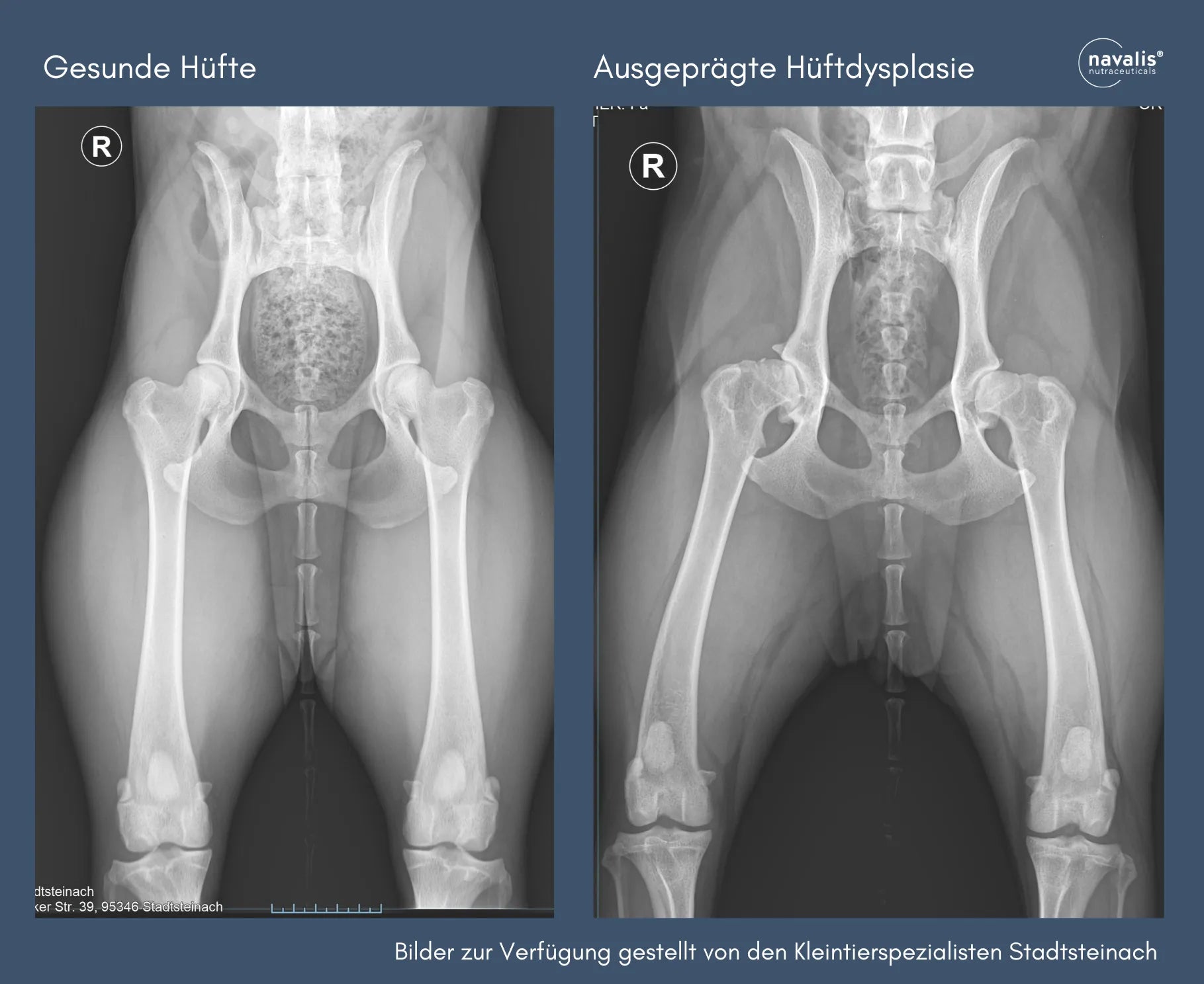 Gibt es für den Hund prophylaktische Maßnahmen in Bezug auf die Gelenke?