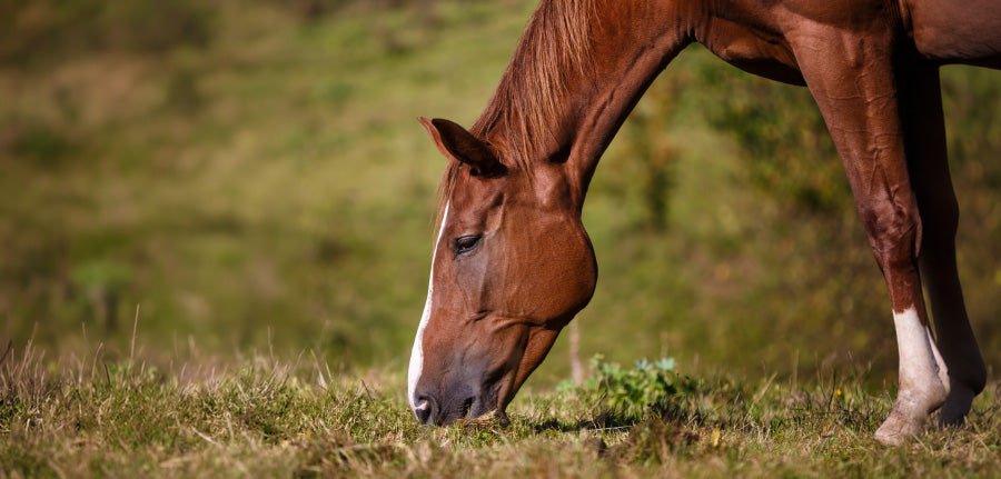 Selengehalt von Gras und Heu: Warum sind unsere Böden selenarm?