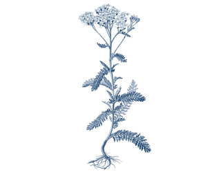 Nutraceutical Yarrow