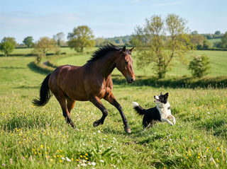 Pferd mit Hund auf einer Wiese