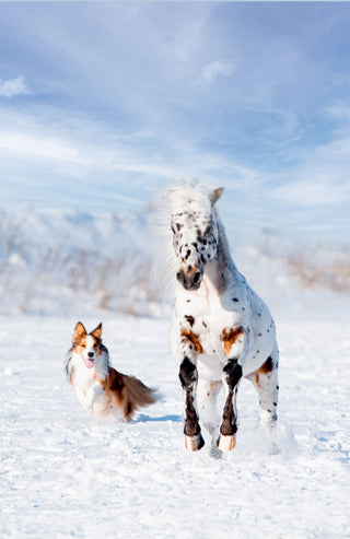 Pferd und Hund im Schnee