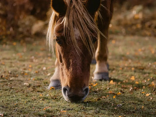 Aktion des Monats November