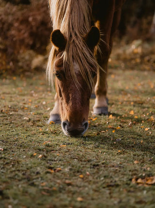Aktion des Monats November