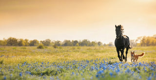 Ein schwarzes Pferd rennt
