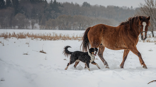navalis Aktionsprodukte im Februar