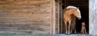 Pferd und Hund im Stall