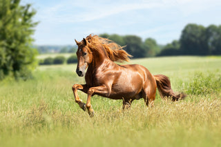 Kraftvoller Galopp eines gesunden Fuchspferdes – unterstützt von Navalis