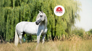 navalis gastrocare getestet von ehorses