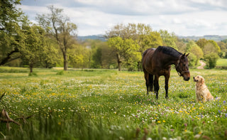 Pferd und Hund auf Wiese