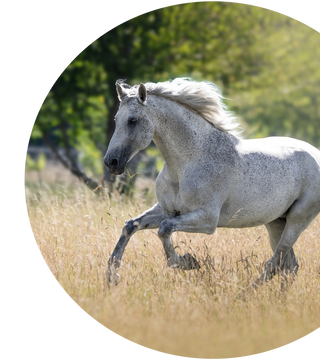 Ein Schimmel galoppiert auf einer Wiese – Achtsamkeit & Pflege mit Navalis