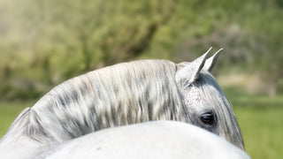 Nahaufnahme Auge eines Schimmels – Achtsamkeit & Pflege mit Navalis