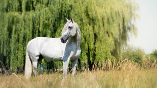 Grauschimmel-Pferd vor Weidebaum – gesund mit Navalis Ergänzungen