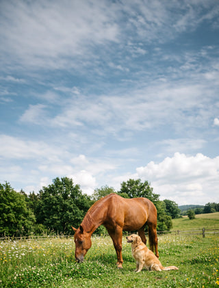 Ein Pferd und ein Hund auf einer Weide