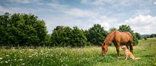 Ein Pferd und ein Hund auf einer Weide